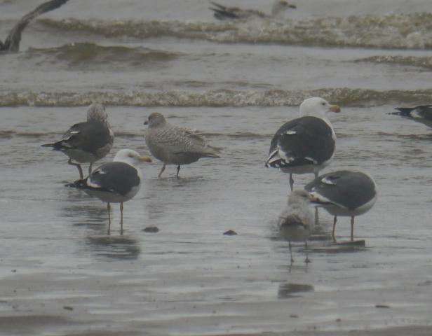 El mes de las gaviotas