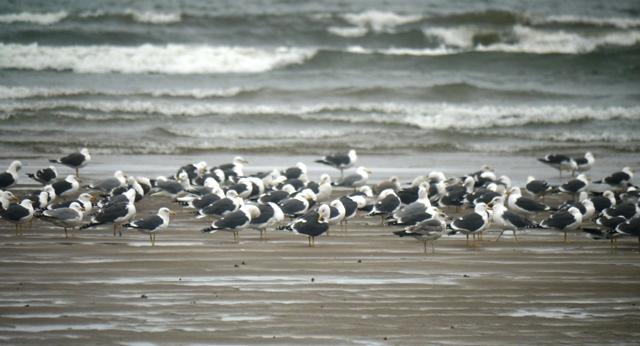 El mes de las gaviotas
