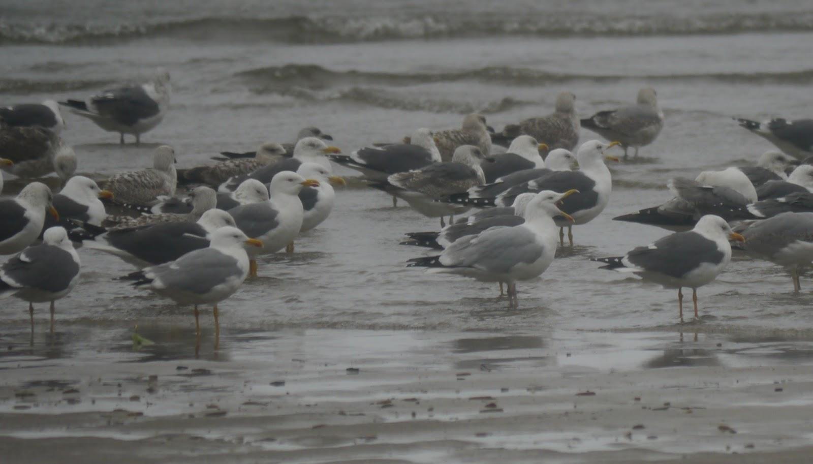 El mes de las gaviotas