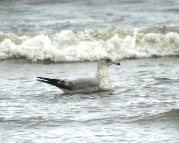 El mes de las gaviotas