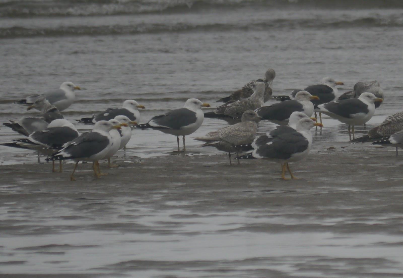 El mes de las gaviotas