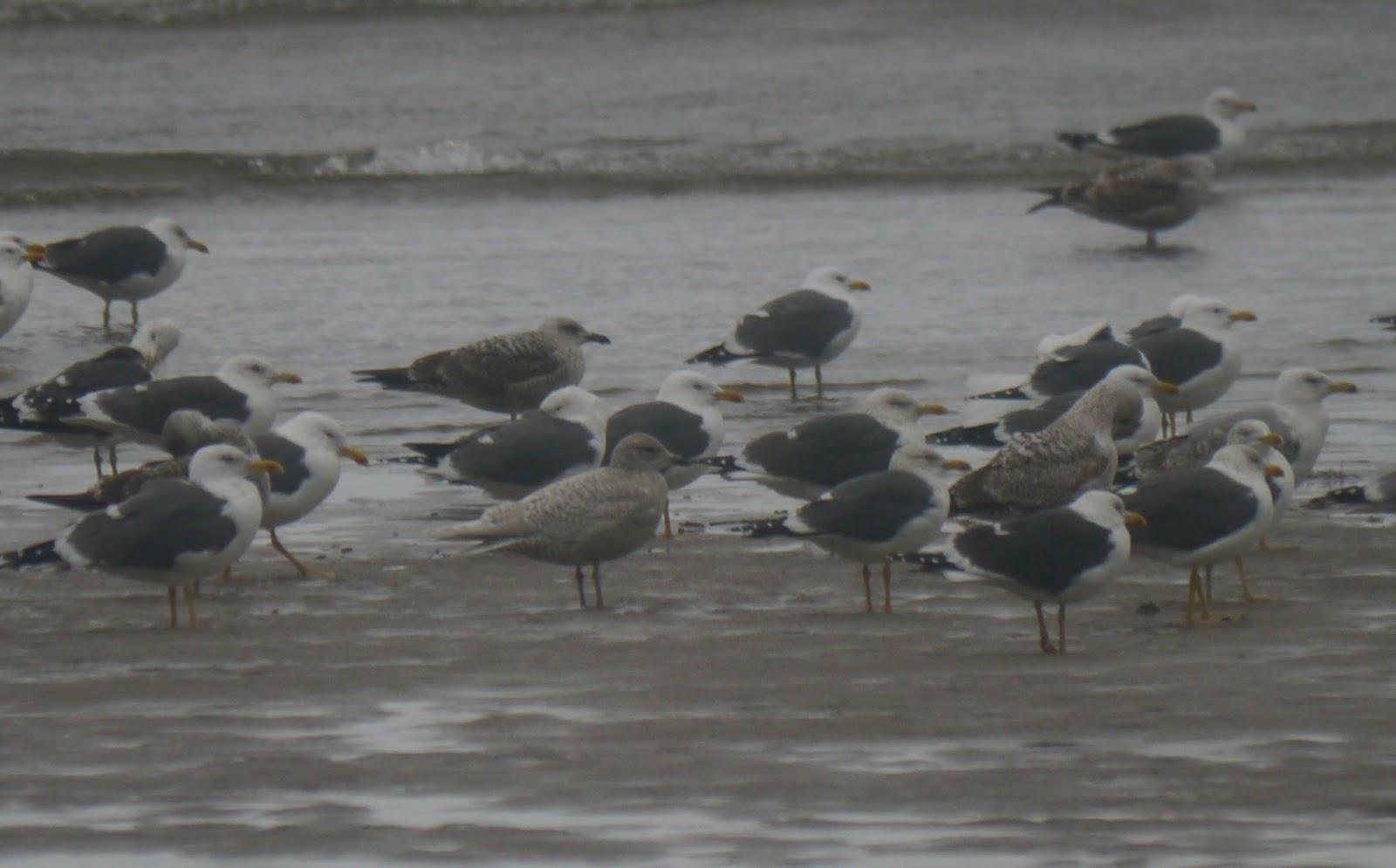 El mes de las gaviotas