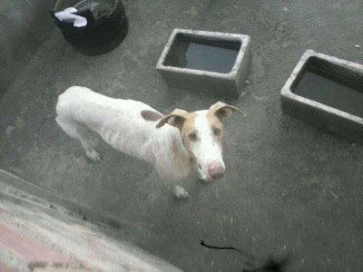 Extremadamente URGENTE!! Milka va a morir.