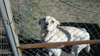 Mastina en los huesos, el dueño no tiene para alimentarla. NECESITA AYUDA!! Jerez (Cadiz)