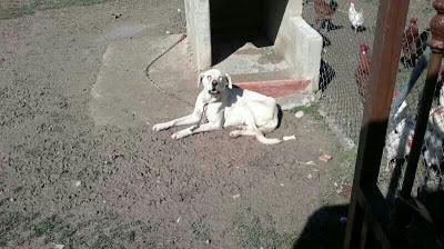 Mastina en los huesos, el dueño no tiene para alimentarla. NECESITA AYUDA!! Jerez (Cadiz)