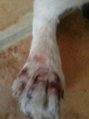 Cachorrito con los dedos rotos abandonado en un parque de Brenes. (Sevilla)