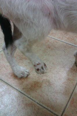 Cachorrito con los dedos rotos abandonado en un parque de Brenes. (Sevilla)