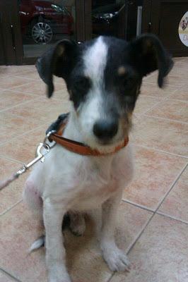 Cachorrito con los dedos rotos abandonado en un parque de Brenes. (Sevilla)