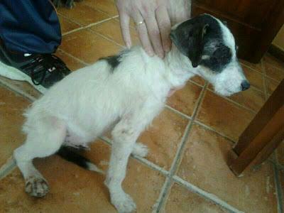 Cachorrito con los dedos rotos abandonado en un parque de Brenes. (Sevilla)