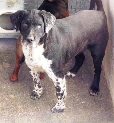 Sacrifican el 26 de febrero, está en la PERRERA DE MAIRENA!!