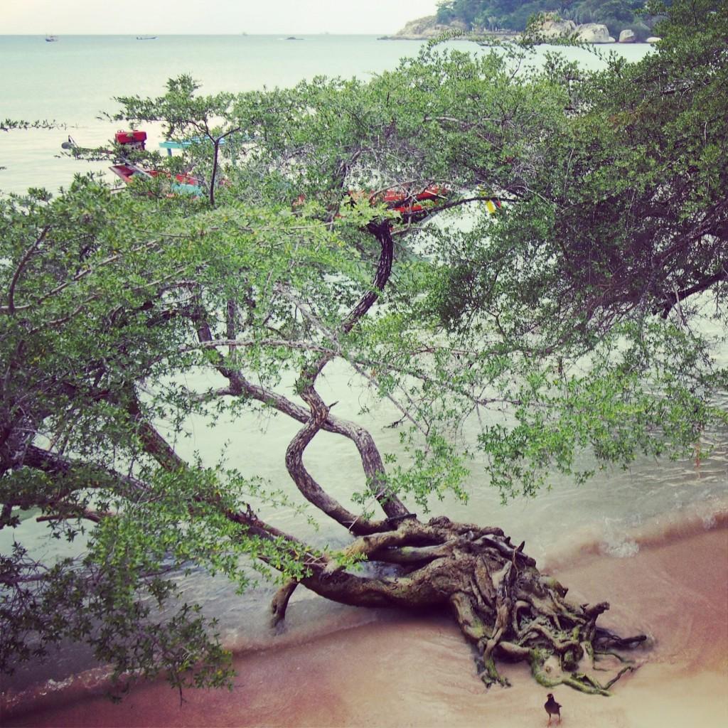 Seaside Koh Tao (Thailand)