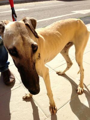 MUY URGENTE! GALGO LLENO DE HERIDAS EN LA CALLE! (SEVILLA)