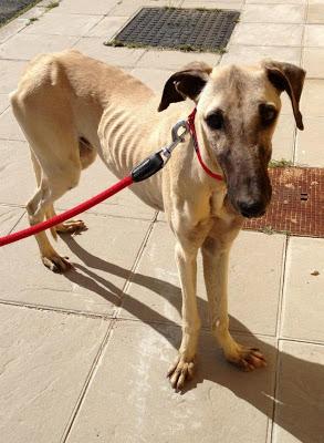 MUY URGENTE! GALGO LLENO DE HERIDAS EN LA CALLE! (SEVILLA)