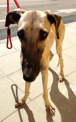 MUY URGENTE! GALGO LLENO DE HERIDAS EN LA CALLE! (SEVILLA)