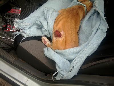 Rubia, pequeña podenquita, otro desecho de los cazadores.