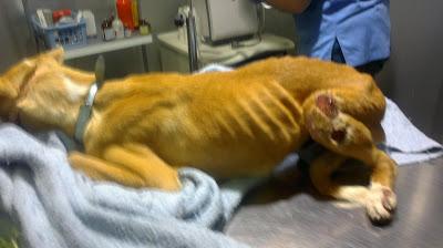 Rubia, pequeña podenquita, otro desecho de los cazadores.