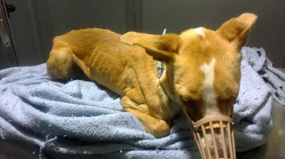 Rubia, pequeña podenquita, otro desecho de los cazadores.