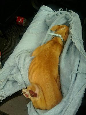 Rubia, pequeña podenquita, otro desecho de los cazadores.