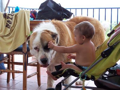 URGENTE!! MASTIN PERDIDO LLIRIA -URB. SAN GERARDO.