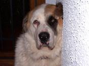 Urgente!! mastin perdido lliria -urb. gerardo.