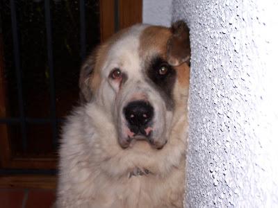 URGENTE!! MASTIN PERDIDO LLIRIA -URB. SAN GERARDO.