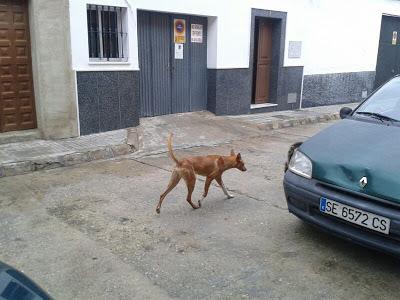 Podenco en la calle, otra víctima de los cazadores. (Sevilla)