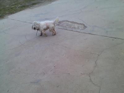 Perrito pequeño abandonado con una soga al cuello. Acogida urgente, a ser posible en Madrid.