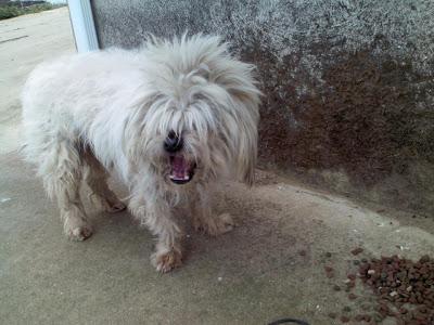 Perrito pequeño abandonado con una soga al cuello. Acogida urgente, a ser posible en Madrid.