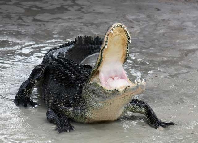 Alligator mississippiensis