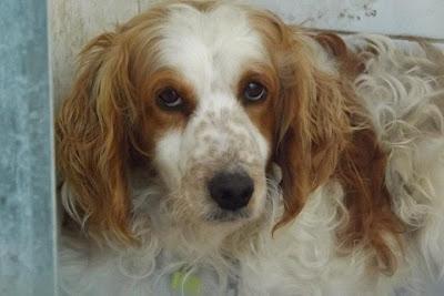 Perrera de MAIRENA Y CADA VEZ MAS TRISTE. (SEVILLA)