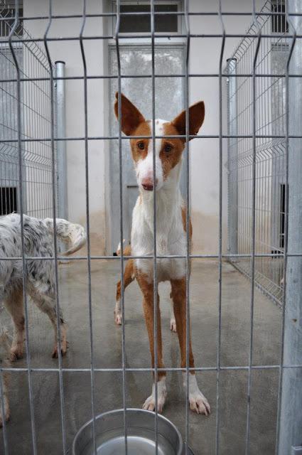 LETI, PODENCA, LA SACRIFICAN YA!!
