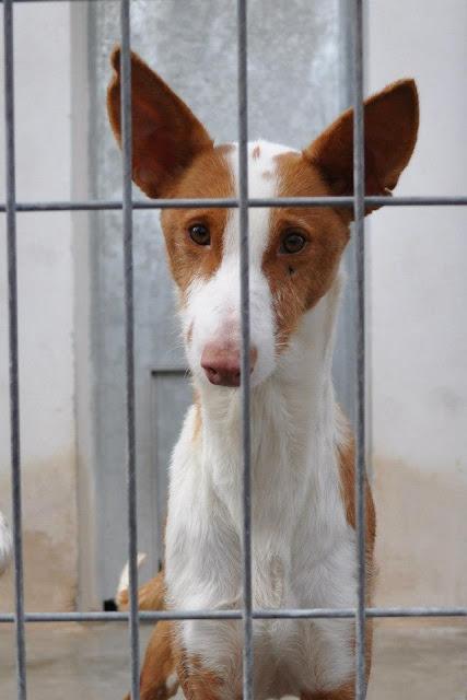LETI, PODENCA, LA SACRIFICAN YA!!