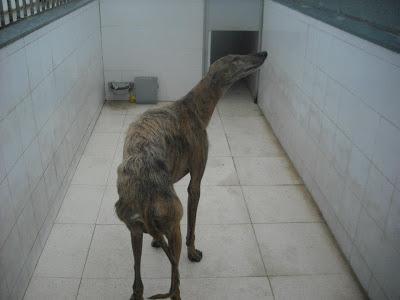 kinini, abandonado por su galguero en la perrera de Badajoz.