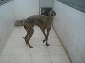 kinini, abandonado galguero perrera Badajoz.