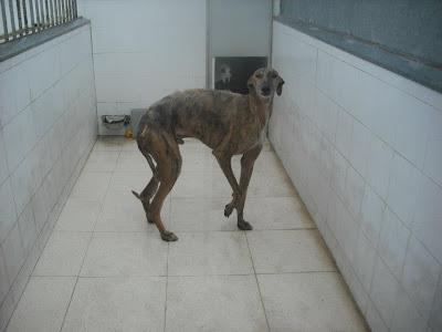 kinini, abandonado por su galguero en la perrera de Badajoz.