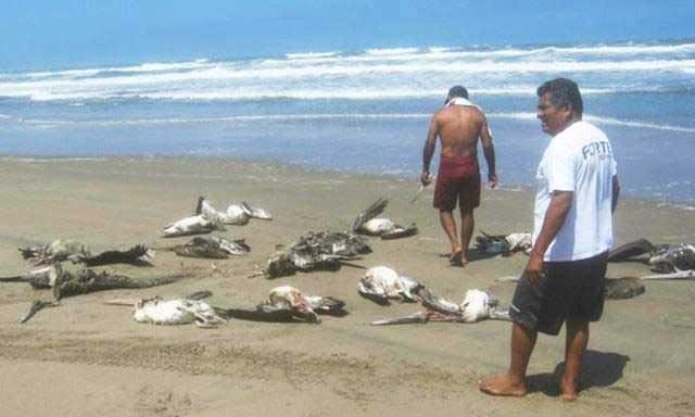 pelícanos muertos en una playa de Perú