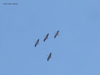 III Festival Grullero (IV): 15 de febrero, gran día de migración en la laguna de Gallocanta.