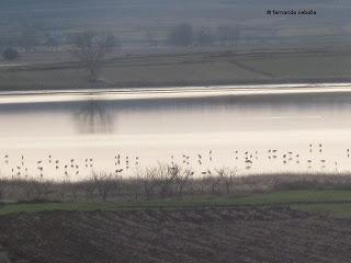 III Festival Grullero (IV): 15 de febrero, gran día de migración en la laguna de Gallocanta.
