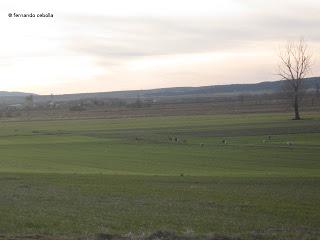 III Festival Grullero (IV): 15 de febrero, gran día de migración en la laguna de Gallocanta.