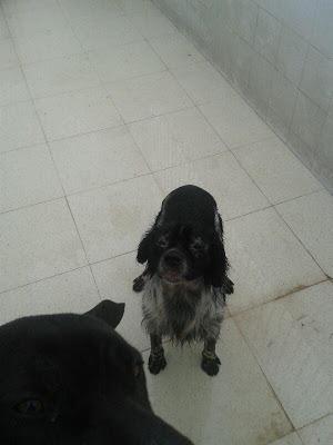 Birko, en la perrera de Badajoz. (SACRIFICAN)