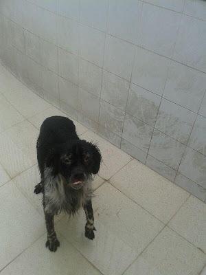 Birko, en la perrera de Badajoz. (SACRIFICAN)