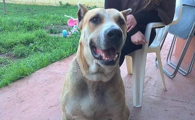 SIMÓN QUIERE UNA FAMILIA‏.