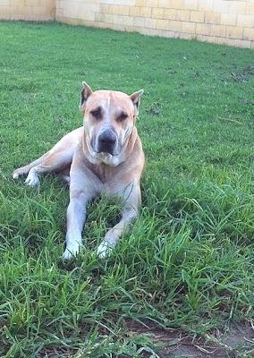 SIMÓN QUIERE UNA FAMILIA‏.