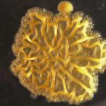 Bioarte creado con bacteria que se encuentra en los smartphones