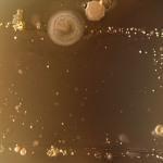 Bioarte creado con bacteria que se encuentra en los smartphones