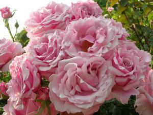 MUESTRAS ROSAS DE BULGARIA
