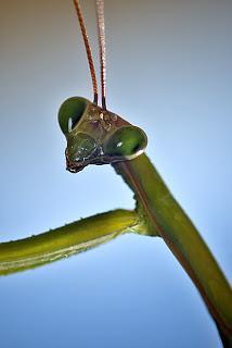 Para ampliar Mantis religiosa (Linnaeus, 1758)  hacer clic