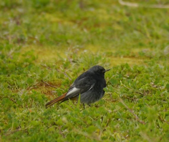 Raitán moru xintando merucos