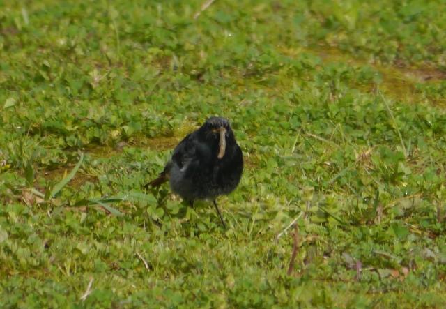 Raitán moru xintando merucos