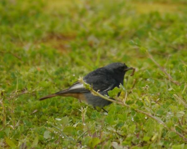 Raitán moru xintando merucos